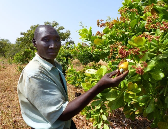 Producteur anacarde coopÃ©rative COOPAKE au Burkina Faso -noix de cajou au curry doux